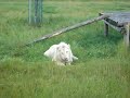 white lions at the safari park