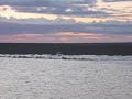 traverse d'une rivière d'un troupeau de caribous!!!à voir!!!