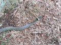 Grass Snake