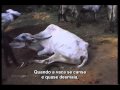 Ver Video