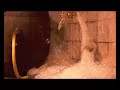 el video censurado de los mojinos