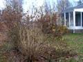 videos de North Fork of Newton Falls