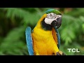 TCL HD DEMO: COLORFUL BEAUTY OF NATURE