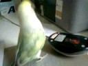 Dong-Dang like fighting my mouse Dong-Dang like fighting my mouse