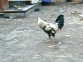 4 yo game rooster 4 yo game rooster