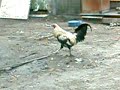4 yo game rooster