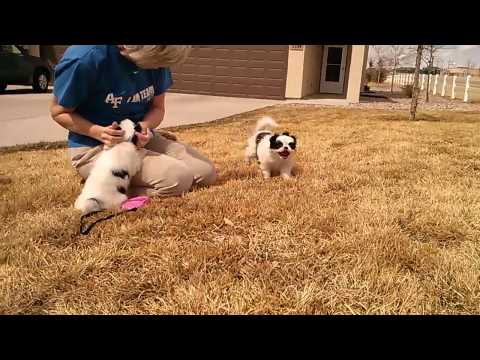 japanese chin puppies at play in colorado