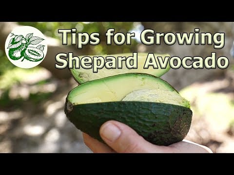 video-linktoworks-Tips on How to Grow a Shepard Avocado