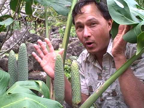 how to plant monstera deliciosa