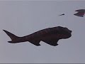 austin-texas-kite-festival.html