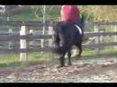 foppe