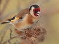 HERKEN DE VOGEL deel 3