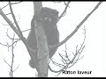 Bizarreries animales