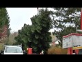 Der Ulmer Weihnachtsbaum – vom Garten bis zum Münsterplatz