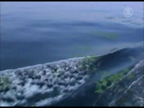 Poluição tóxica no litoral chinês