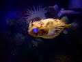 Porcupine puffer fish puffed up