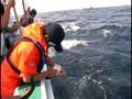 銭洲 ヒラマサ大釣り! フィッシングゼロ釣行ツアー