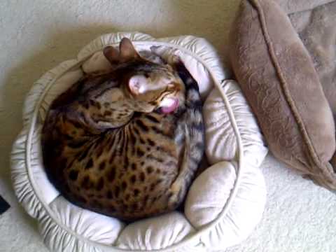 YouTube Preview Image