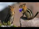 Alvin and the Chipmunks - DDLJ - Tujhe Dekha Toh
