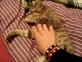 happy cat happy cat