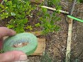 2012-05-28 Blueberry Cages.mp4