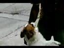 A little visit with Jerel today- he plays with the pups, talks about how he manages to get through the night [which is] sleeping in portapotties