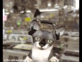 music cats =^.^=