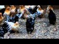 Serama pullets and hens September 2010