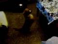 videos de la perra