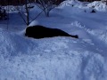 Newfoundland dog in the Snow