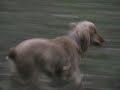 Flyball Flyball