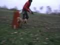 Flyball