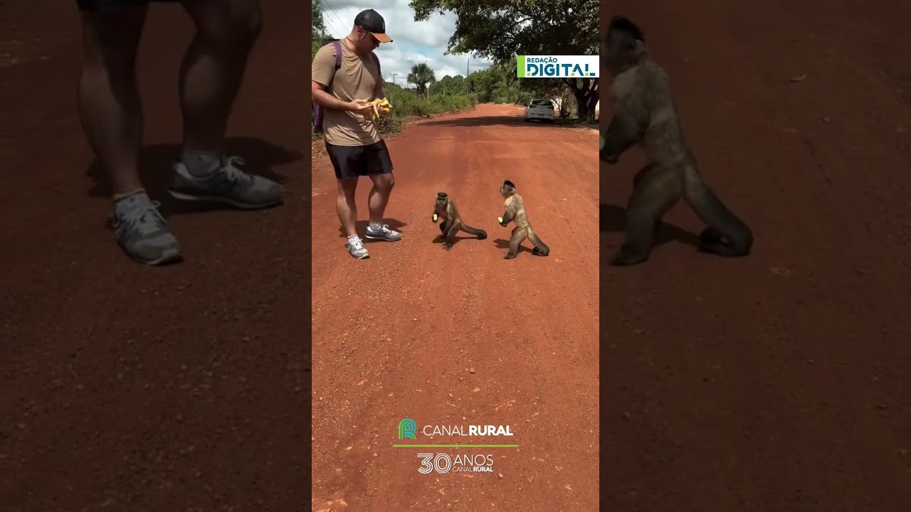 Macacos “assaltam” casal e roubam banana