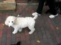 Puppies Puppies
