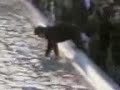 ...Lo Scroccone di Fontana di Trevi.....