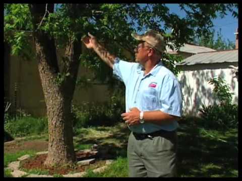 how to fertilize old pecan trees