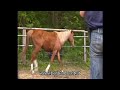 Click here to watch this video Araber-Berber-Hengst Arslan Al Ayur, *04.2010, 12,5% AV
