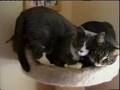 videos de kitty love seat