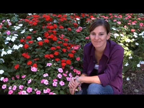 how to grow impatiens