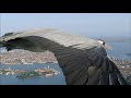 BBC Earthflight - Common Cranes Fly Over Venice (Narrated by David Tennant)