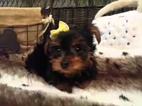 Ball of cuteness! Yorkie baby girl