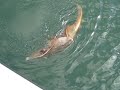 Fifteen pound shovelnose ray