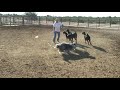 Kauko herding