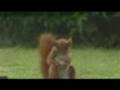 videos de Cool_Soccer_Squirel.3gp