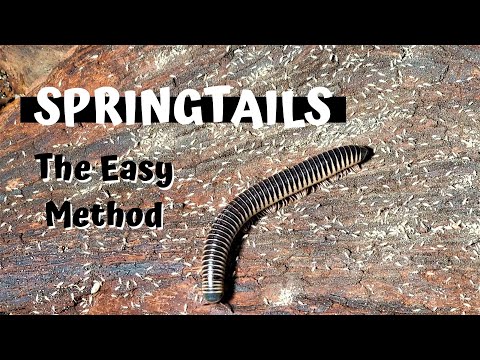 YouTube reptile video