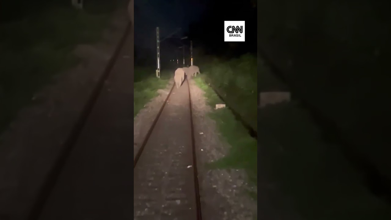 Elefantes são vistos passeando sobre trilhos na Índia