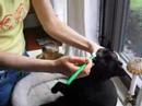 Reggie's Dental Hygiene