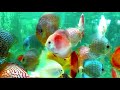 Discus Fish Secrets: The Best Breeding Guide