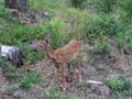videos de White Tail Fawn