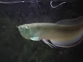 Black Arowana Feeds: Pinky Mouse
